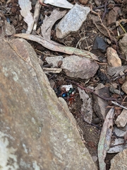 Diamma bicolor