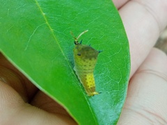 Graphium agamemnon