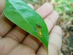 Graphium agamemnon
