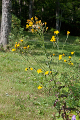 Hieracium umbellatum umbellatum