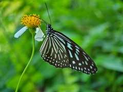 Ideopsis vulgaris