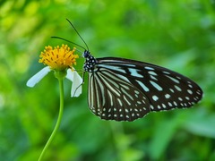 Ideopsis vulgaris