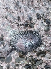 Cellana