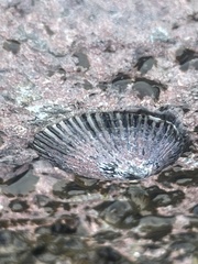 Cellana