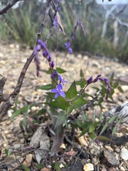 Veronica perfoliata