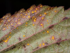 Phragmidium violaceum