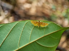 Chalcidoptera