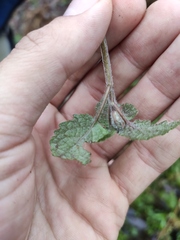 Lamium