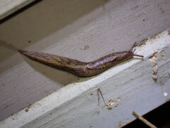 Prophysaon andersonii