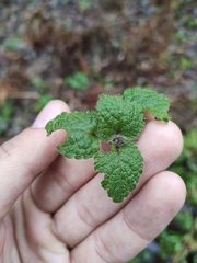 Lamium
