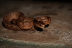 Pareas carinatus