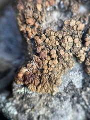 Lecanora mellea