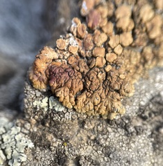Lecanora mellea