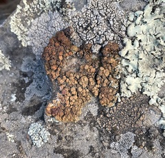 Lecanora mellea