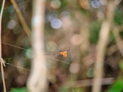 Argyrodes flavescens