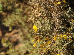 Ulex argenteus argenteus