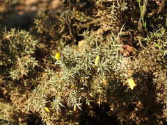 Ulex argenteus argenteus