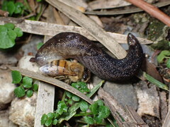 Prophysaon andersonii