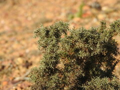 Ulex argenteus argenteus