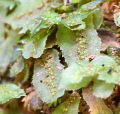 Symphyogyna hymenophyllum