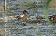 Mareca strepera strepera