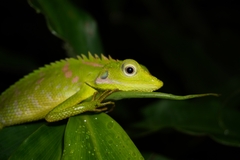 Bronchocela jubata