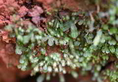 Symphyogyna hymenophyllum
