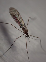 Trichocera annulata