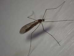 Trichocera annulata