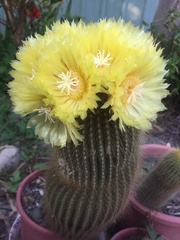 Parodia