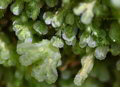 Symphyogyna hymenophyllum