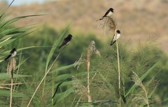 Hirundo rustica rustica