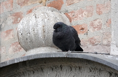 Columba livia domestica