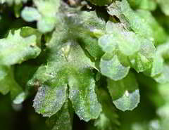 Symphyogyna hymenophyllum
