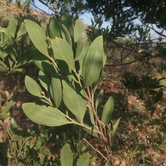 Acacia melanoxylon