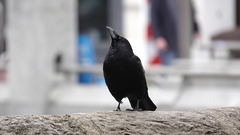 Corvus corone