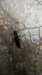 Ichneumon stramentor