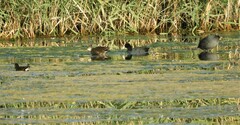 Gallinula chloropus chloropus