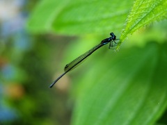 Prodasineura collaris