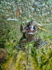 Limnonectes malesianus