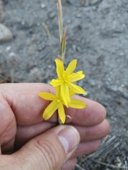 Moraea virgata