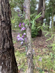 Glycine clandestina