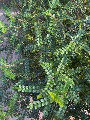 Zanthoxylum beecheyanum