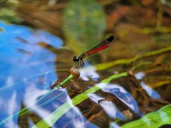 Libellago aurantiaca