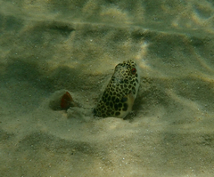 Tetractenos glaber