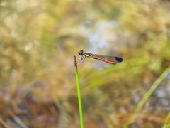 Libellago aurantiaca
