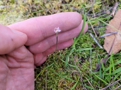 Caladenia minor