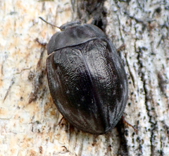 Ospidus chrysomeloides