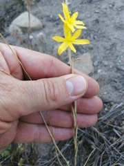Moraea virgata