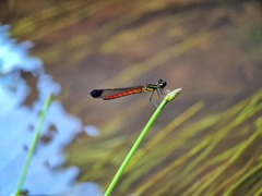 Libellago aurantiaca